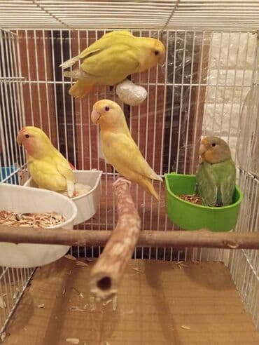 6 aylıq nerazlucniki tutuquşuları,bütün rənglərdən var,toplam satılır lalafo.az -da 6 aylıq nerazlucniki tutuquşuları,bütün rənglərdən var,toplam satılır