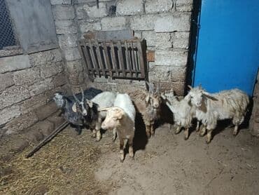 Qoyun-keçi təsərrüfatı üçün balalı keçilər və erkək keçilər dəstlə lalafo.az -da Qoyun-keçi təsərrüfatı üçün balalı keçilər və erkək keçilər dəstlə