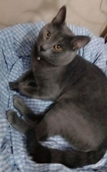 Şotland, Erkək, Yaxşı əllərə, Ödənişli çatdırılma lalafo.az -da Şotland, Erkək, Yaxşı əllərə, Ödənişli çatdırılma