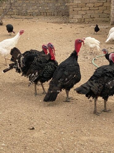 Hinduşkalar satılır, fərələrin kq 15 xoruzlar 12 manatdan (diri lalafo.az -da Hinduşkalar satılır, fərələrin kq 15 xoruzlar 12 manatdan (diri