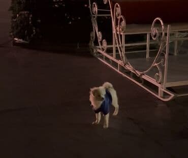 Запонки: Pomerian ve pikines qarışımı. 4 aylıq, erkek cinsi. Oynağan itdir at lalafo.az — 4 Запонки: Pomerian ve pikines qarışımı. 4 aylıq, erkek cinsi. Oynağan itdir — 4