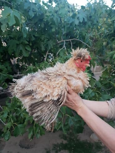 Toyuq, Yumurtalıq, Ünvandan götürmə lalafo.az -da Toyuq, Yumurtalıq, Ünvandan götürmə