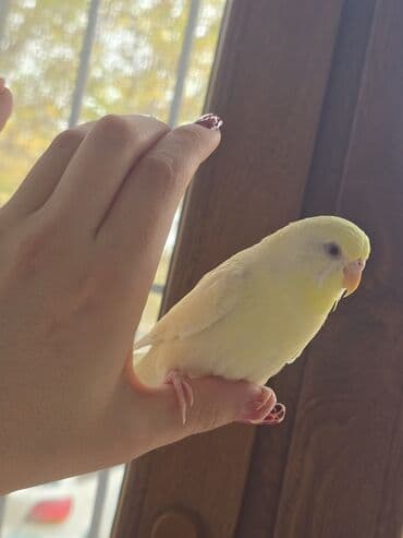 Quşlar satılır. Sarı dişi təkdir, digərləri cüt. ümumi 5 ədəddir lalafo.az -da Quşlar satılır. Sarı dişi təkdir, digərləri cüt. ümumi 5 ədəddir