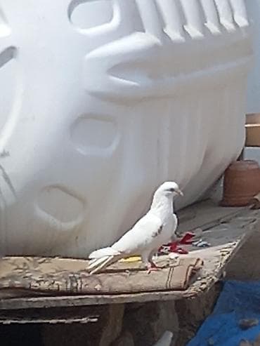 Salam tutulmalardı stoykalı yorğun gələn heyvanlardı ağ maya çil maya lalafo.az -da Salam tutulmalardı stoykalı yorğun gələn heyvanlardı ağ maya çil maya