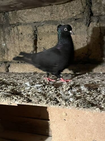 Məhsul: Ev göyərçinləri – müxtəlif rəng və formalarda Təsvir: - lalafo.az -da Məhsul: Ev göyərçinləri – müxtəlif rəng və formalarda Təsvir: -