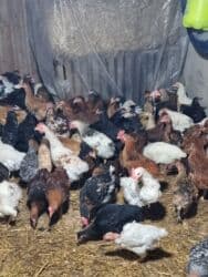 Digər quşlar lalafo.az -da Digər quşlar