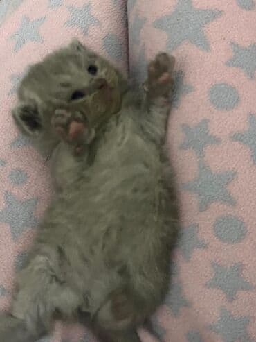 Britiş Şotland tipli balaca pişik balaları - Rənglər: krem və boz lalafo.az -da Britiş Şotland tipli balaca pişik balaları - Rənglər: krem və boz