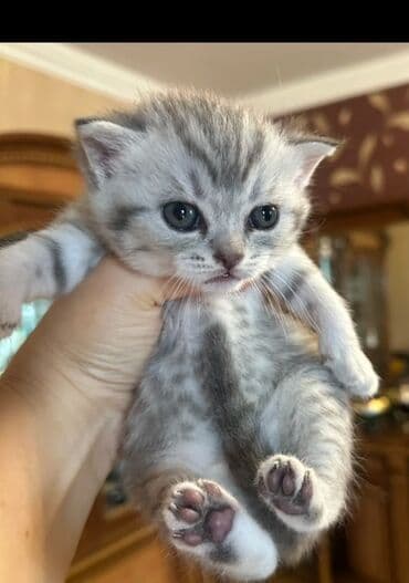 Şotland yastı qulaq, Dişi, Yaxşı əllərə, Ödənişli çatdırılma lalafo.az -da Şotland yastı qulaq, Dişi, Yaxşı əllərə, Ödənişli çatdırılma