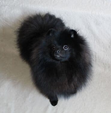 Для спаривания! черный маленький шпиц! полтора года, самец ищет lalafo.az -da Для спаривания! черный маленький шпиц! полтора года, самец ищет