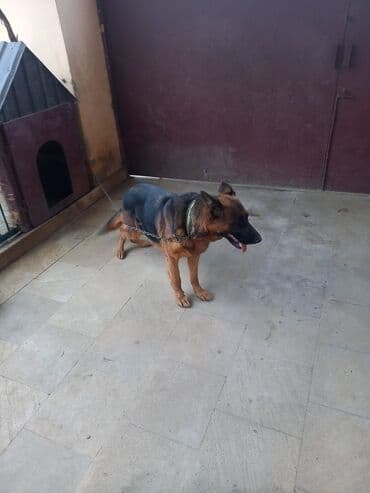 Alman çoban iti, 4 il, Dişi, Peyvəndli, Ünvandan götürmə, Ödənişli çatdırılma lalafo.az -da Alman çoban iti, 4 il, Dişi, Peyvəndli, Ünvandan götürmə, Ödənişli çatdırılma