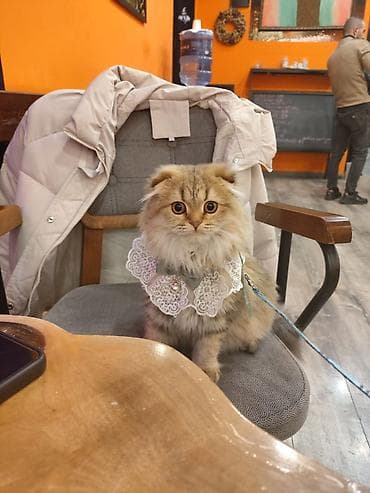 Şinşila gold temiz qandi piwiyin vaksinleri vaxti vaxtinda vurulub lalafo.az -da Şinşila gold temiz qandi piwiyin vaksinleri vaxti vaxtinda vurulub