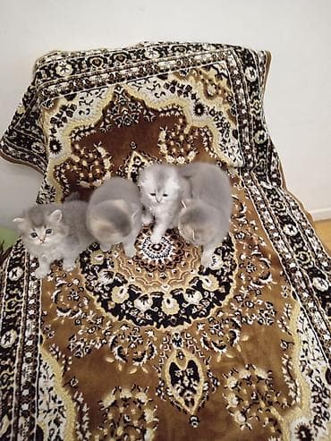 Britan lalafo.az -da Britan