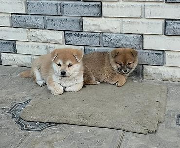 2 ay, Peyvəndli lalafo.az -da 2 ay, Peyvəndli