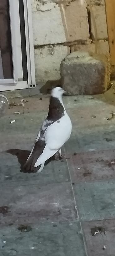 Tam sağlamdılar 2 də erkəydi qiymət birinə aiddi lalafo.az -da Tam sağlamdılar 2 də erkəydi qiymət birinə aiddi