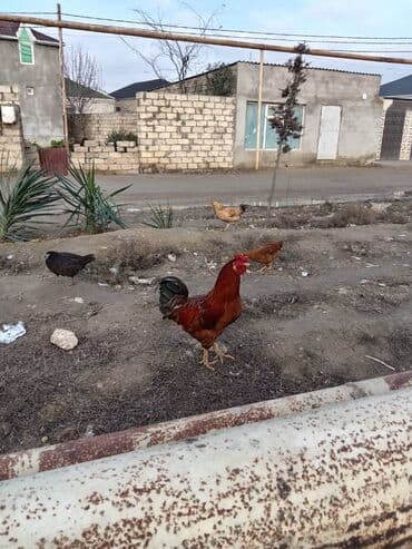 3 dene cavan xoruzlardi biri 20 manatdan Binə qəsəbəsində lalafo.az -da 3 dene cavan xoruzlardi biri 20 manatdan Binə qəsəbəsində