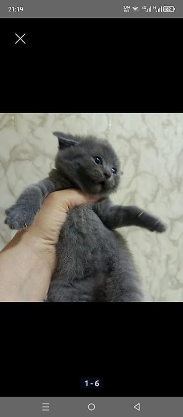 Şotland yastı qulaq lalafo.az -da Şotland yastı qulaq