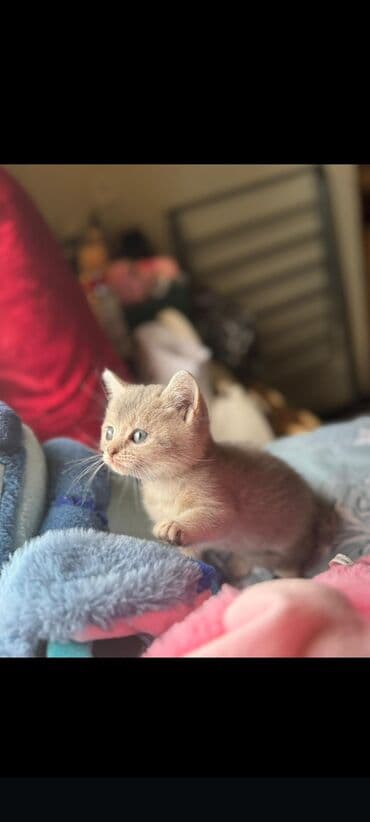 Şotland yastı qulaq lalafo.az -da Şotland yastı qulaq