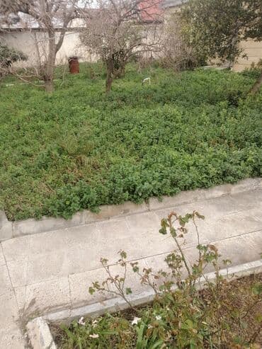 Gözəllik Salonları: Bağban, 44 yaş, 5 ildən artıq təcrübə lalafo.az -da — 2 Gözəllik Salonları: Bağban, 44 yaş, 5 ildən artıq təcrübə — 2