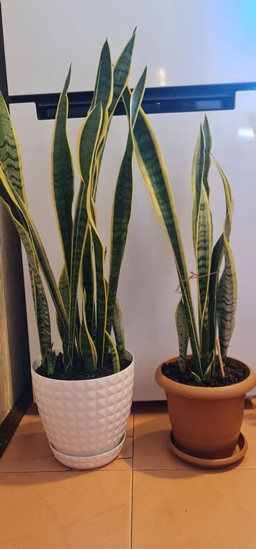 Sansevieria (ilan dili) otaq bitkiləri – bir neçə ədəd - Növ lalafo.az -da Sansevieria (ilan dili) otaq bitkiləri – bir neçə ədəd - Növ