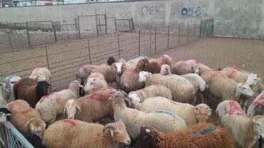 Erkək, il: 8, 55 kq, Damazlıq, Ünvandan götürmə lalafo.az -da Erkək, il: 8, 55 kq, Damazlıq, Ünvandan götürmə