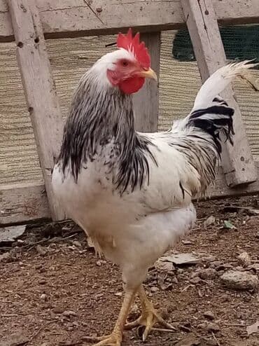 Xoruz, il: <1, Ünvandan götürmə lalafo.az -da Xoruz, il: <1, Ünvandan götürmə