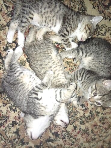 Tabbi, Yaxşı əllərə lalafo.az -da Tabbi, Yaxşı əllərə