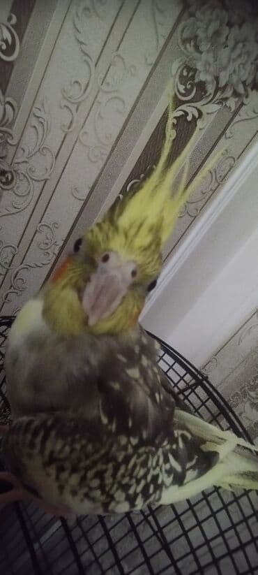 Erkək korella 6 aylıq demək olar ki baladır lalafo.az -da Erkək korella 6 aylıq demək olar ki baladır