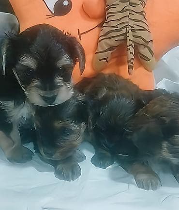 Yorkşir teryer, 1 ay, Erkek lalafo.az -da Yorkşir teryer, 1 ay, Erkek