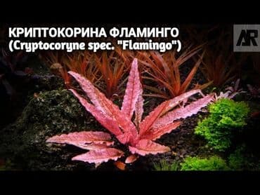 Akvaryum bitkisi: Cryptocoryne spec. “Flamingo” - Çəhrayı–qızılı lalafo.az -da Akvaryum bitkisi: Cryptocoryne spec. “Flamingo” - Çəhrayı–qızılı