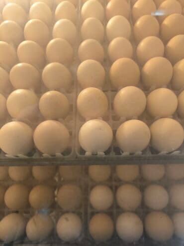 Məhsul: Saf cins qara toyuqlardan yumurta (kuluçka və ya yeməklik lalafo.az -da Məhsul: Saf cins qara toyuqlardan yumurta (kuluçka və ya yeməklik