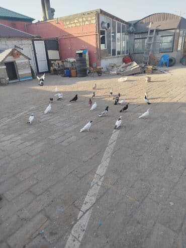 Salam. Göyərçinlər kom satılır biri 2 manatdan tərgidməy məqsədiylə lalafo.az -da Salam. Göyərçinlər kom satılır biri 2 manatdan tərgidməy məqsədiylə