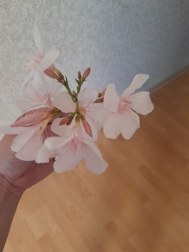 Hüquq xidmətləri boşanma praseseləri cinayet ve kamersiya alimentin lalafo.az -da Hüquq xidmətləri boşanma praseseləri cinayet ve kamersiya alimentin