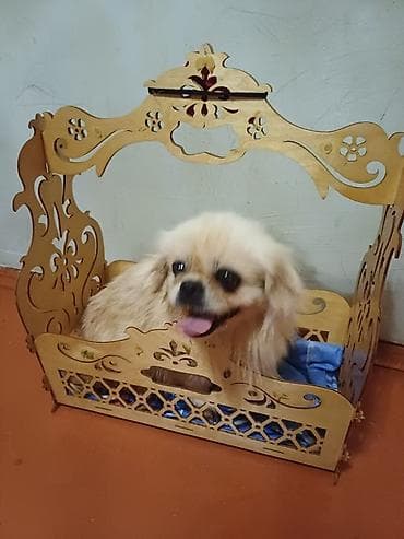 Pekines, 1 il, Dişi, Peyvəndli, Ünvandan götürmə lalafo.az -da Pekines, 1 il, Dişi, Peyvəndli, Ünvandan götürmə
