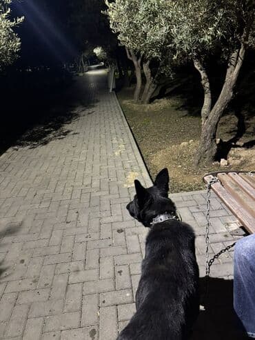 Alman çoban iti, 5 ay lalafo.az -da Alman çoban iti, 5 ay