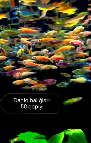 Balıqlar: Danio, Sülhsevər, Ünvandan götürmə, Ödənişli çatdırılma, Rayonlara çatdırılma lalafo.az -da — 1 Balıqlar: Danio, Sülhsevər, Ünvandan götürmə, Ödənişli çatdırılma, Rayonlara çatdırılma — 1