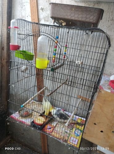 Böyük ölçülü quş qəfəsi – aksessuarlarla birlikdə korella cutu - lalafo.az -da Böyük ölçülü quş qəfəsi – aksessuarlarla birlikdə korella cutu -