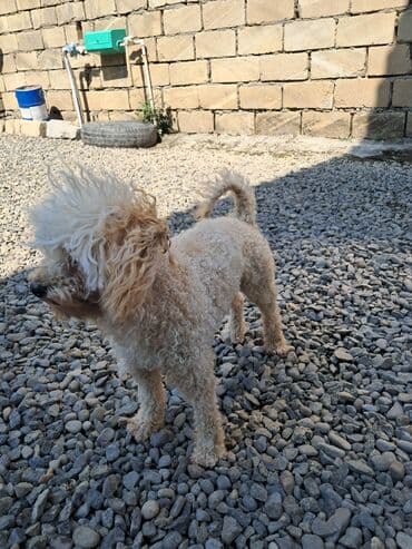 Pudel lalafo.az -da Pudel