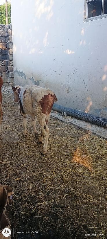 Dana, buzov, Dişi, Simental, ay: 1, 80 kq, Ətlik, Damazlıq, Südlük lalafo.az -da Dana, buzov, Dişi, Simental, ay: 1, 80 kq, Ətlik, Damazlıq, Südlük