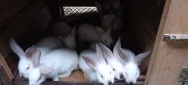 Təmiz qan kaliforniya sortu dovşanlar.Birin qiyməti 15 azn lalafo.az -da Təmiz qan kaliforniya sortu dovşanlar.Birin qiyməti 15 azn