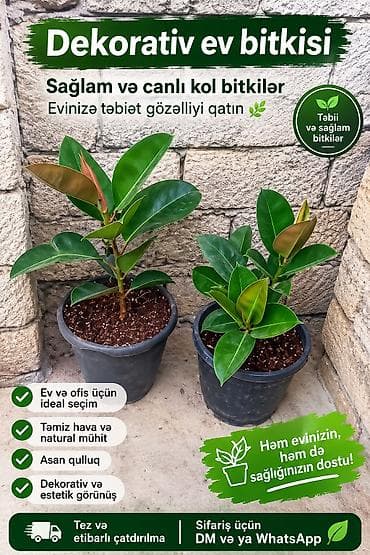 Dekorativ ev bitkisi – sağlam və canlı kol bitkilər 2 eded var 50 azn at lalafo.az Dekorativ ev bitkisi – sağlam və canlı kol bitkilər 2 eded var 50 azn
