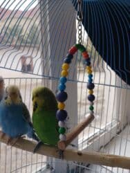 Quşlar satılır.Hazır cütlüklər,3 dəfə bala veriblər,indidə yumurtaya lalafo.az -da Quşlar satılır.Hazır cütlüklər,3 dəfə bala veriblər,indidə yumurtaya