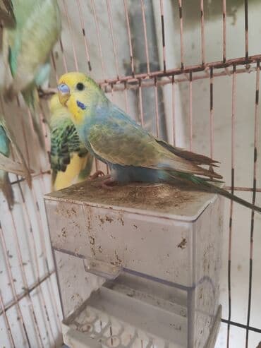 Rainbow temiz qan erkekler hamısı öz quslarımın balasidir 5 aydan lalafo.az -da Rainbow temiz qan erkekler hamısı öz quslarımın balasidir 5 aydan