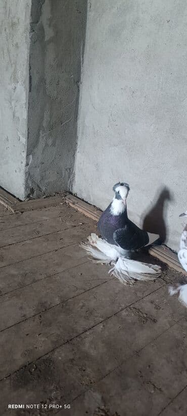 Oynaq quşdu Erkekdi iri lələklidi lalafo.az -da Oynaq quşdu Erkekdi iri lələklidi