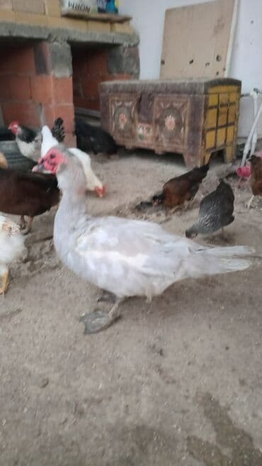 Muscovy ördəkləri (indo-ördək) satılır. Xüsusiyyətlər: - Rəng: açıq lalafo.az -da Muscovy ördəkləri (indo-ördək) satılır. Xüsusiyyətlər: - Rəng: açıq