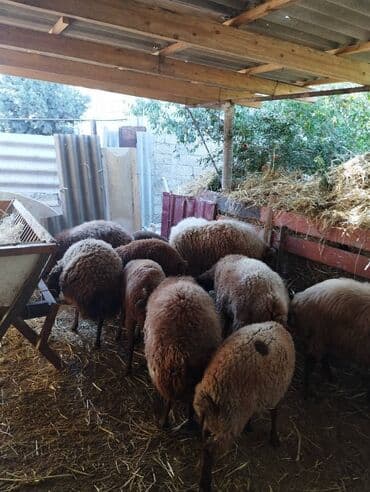 Əsl saxlanılası heyvanlardı qala sortu qoyunun 3 ü balalıdı 4 dü lalafo.az -da Əsl saxlanılası heyvanlardı qala sortu qoyunun 3 ü balalıdı 4 dü