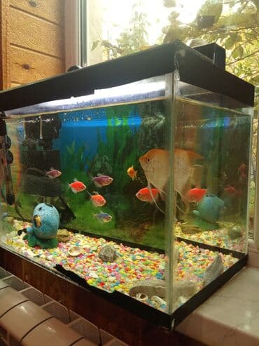 Akvaryum komplekti - Şüşə akvaryum, təxminən orta ölçü (təxmini 50–70 lalafo.az -da Akvaryum komplekti - Şüşə akvaryum, təxminən orta ölçü (təxmini 50–70