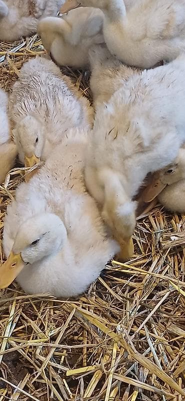 Salam tam arginal pekin ördeyleri 1 ay 5 günlük butun vitaminleri lalafo.az -da Salam tam arginal pekin ördeyleri 1 ay 5 günlük butun vitaminleri