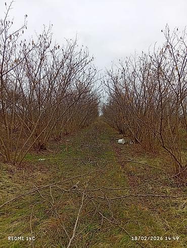 72sot fındıq bağı məhsul verən ağaclar yol su problemi yoxdur. kupçası lalafo.az -da 72sot fındıq bağı məhsul verən ağaclar yol su problemi yoxdur. kupçası