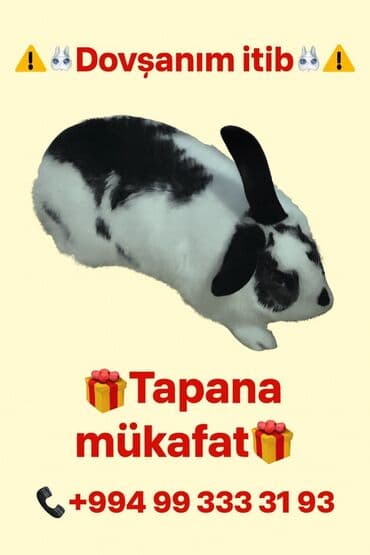 İtkin dovşan – tapana mükafat Təsvir: - Cins: ev dovşanı - Rəng lalafo.az -da İtkin dovşan – tapana mükafat Təsvir: - Cins: ev dovşanı - Rəng