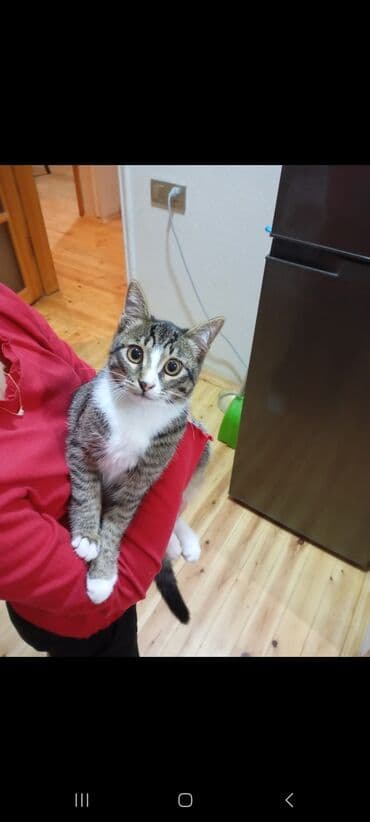 Erkək, Yaxşı əllərə, Ünvandan götürmə lalafo.az -da Erkək, Yaxşı əllərə, Ünvandan götürmə